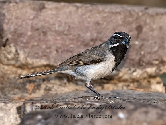 Amphispiza bilineata  BLACK-THROATED SPARROW 3037539z