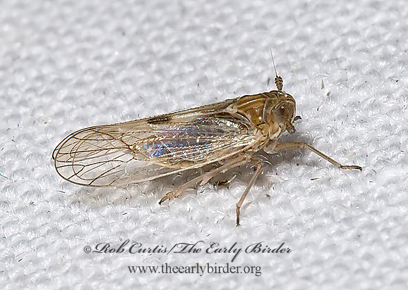Javasella pellucida 6025035z
