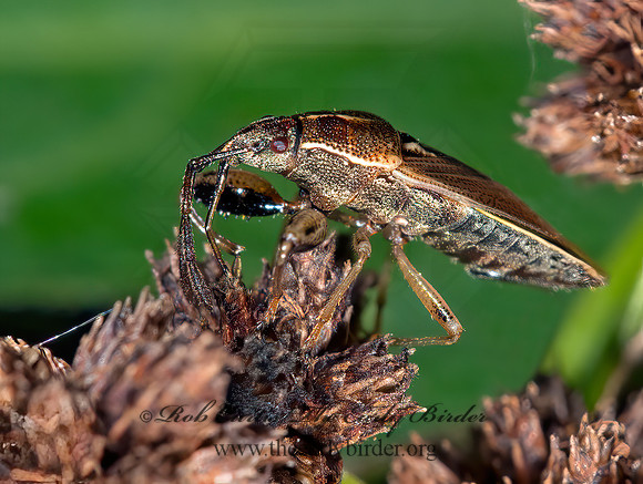 Oedancala dorsalis 9013794z