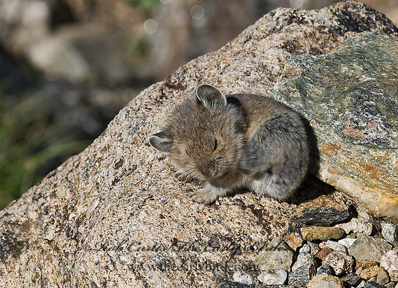 Ochotona princeps  AMERICAN PIKA 7010635z