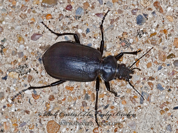 Calosoma peregrinator 7005918z