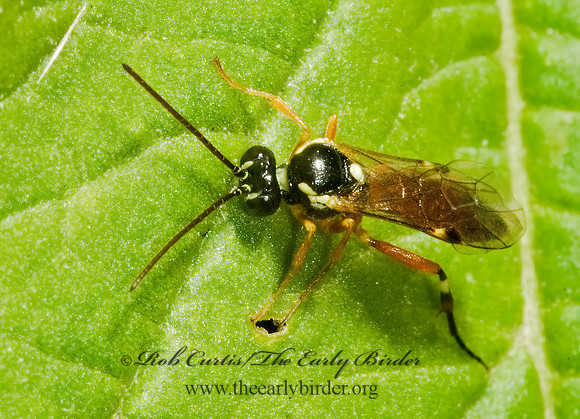 Diplazon laetatorius 5015671z