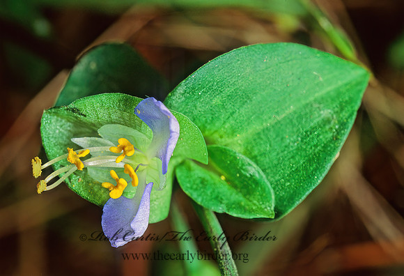 Commelina communis  ASIATIC DAYFLOWER 44126z