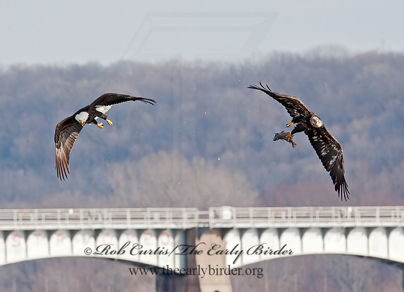 Haliaeetus leucocephalus  BALD EAGLE 8021051z