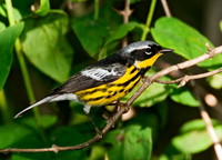 Setophaga magnolia MAGNOLIA WARBLER 8022419z