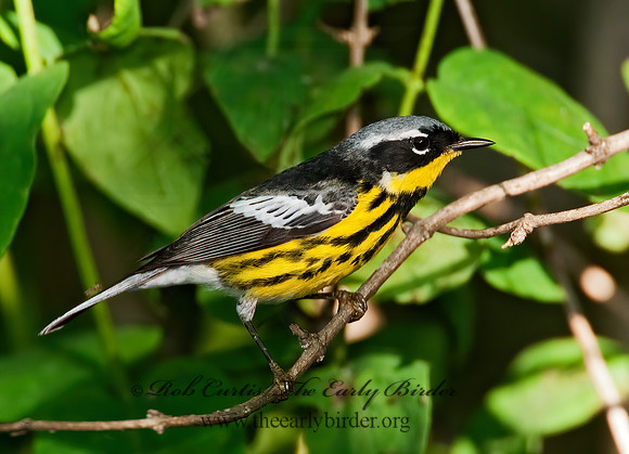 Setophaga magnolia  MAGNOLIA WARBLER 8022419z