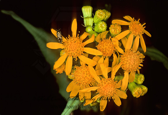 Senecio ampullaceus  TEXAS SQUAW WEED 86211z