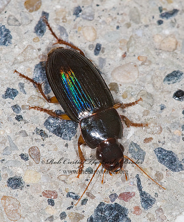 Selenophorus opalinus 6013020 ~z