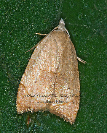 Coelostathma discopunctana THE BATMAN MOTH 6012414z