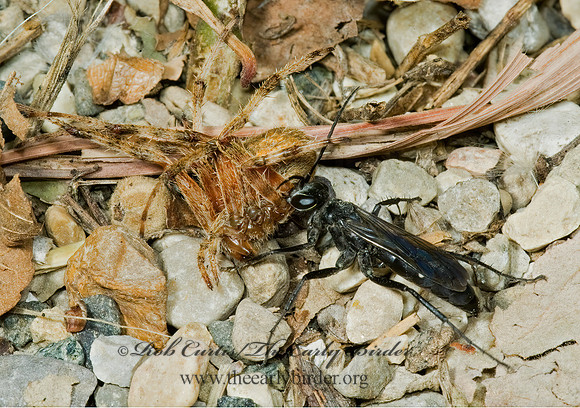 Episyron biguttatus 5015112z