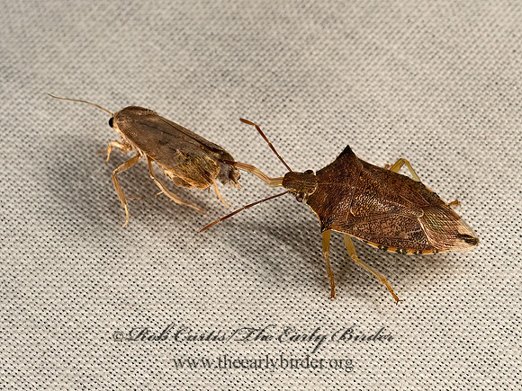Oebalus pugnax  RICE STINKBUG 9048625z
