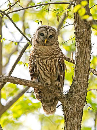 Strix varia  BARRED OWL 9068418z