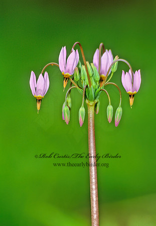 Dodecatheon meadia  MEAD'S SHOOTINGSTAR 289127z