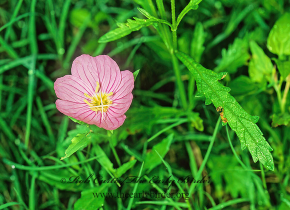 Oenothera speciosa  SHOWY EVENING PRIMOSE 69721z