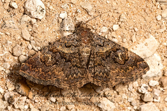 Toxonprucha excavata  OMOPTERINI EREBID MOTH 3032058z