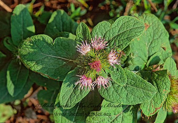 Arctium minus  COMMON BURDOCK 244234z