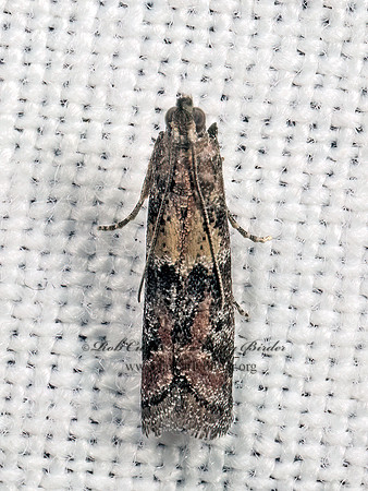 Ephestiodes infimella PHYTICINI PYRALID MOTH 9083006z