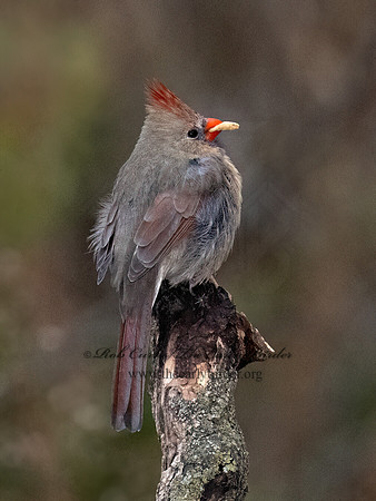 Cardinalis cardinalis NORTHERN CARDINAL 9092185z