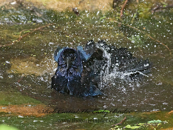 Quiscalus mexicanus  GREAT-TAILED GRACKLE 6039341z