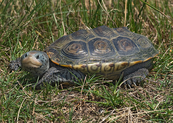 Malaclemys terrapin littoralis  TEXAS DIAMONDBACK TERRAPIN 6022611z