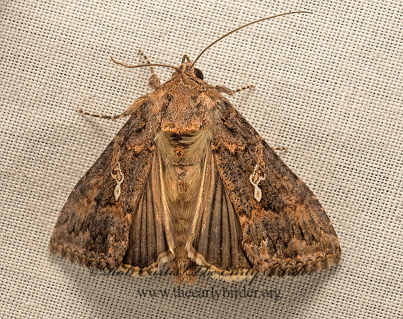 Rachiplusia ou  GRAY LOOPER MOTH 9050439z