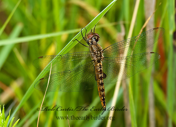 Pantala hymenaea SPOT-WINGED GLIDER 8015443z
