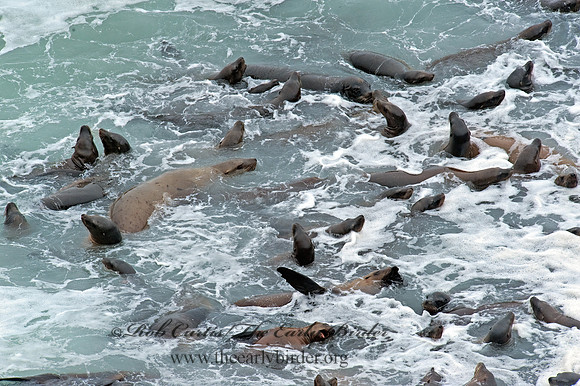Zalophus californianus  CALIFORNIA SEA LION 8019610z