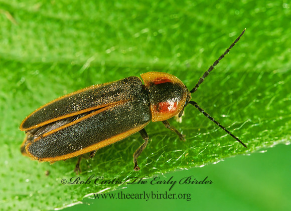 Photinus  FIREFLY 1112706z