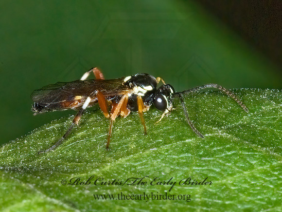 Diplazon laetatorius  ICHNEUMON WASP 6015792z