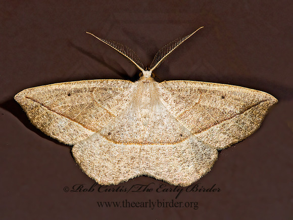 Eusarca confusaria CONFUSED EUSARCA 8008723z