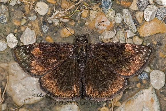 Erynnis baptisiae WILD INDIGO DUSKYWING 6011772z