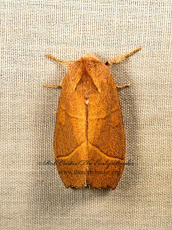 Nadata gibbosa  WHITE-DOTTED PROMINENT 9048325z