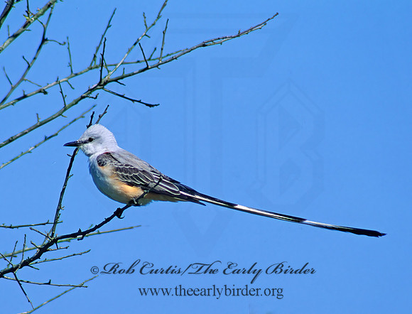 Tyrannus forficatus SCISSOR-TAILED FLYCATCHER 47120z
