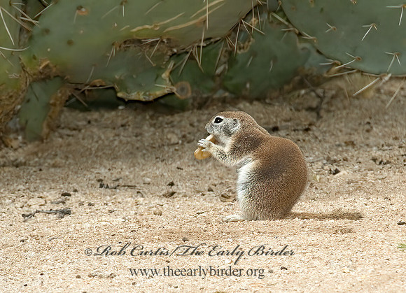 Xerospermophilus tereticaudus  ROUND-TAILED GROUND SQUIRREL 5005183z
