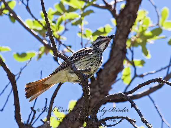 Myiodynastes luteiventris  SULPHUR-BELLIED FLYCATCHER 7007765z