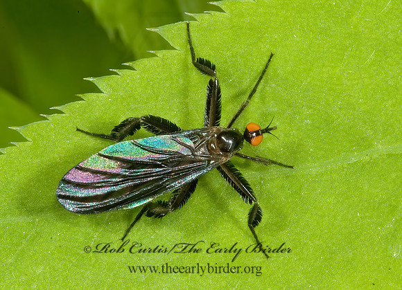 Rhamphomyia longicauda  DANCE FLY 5008080z