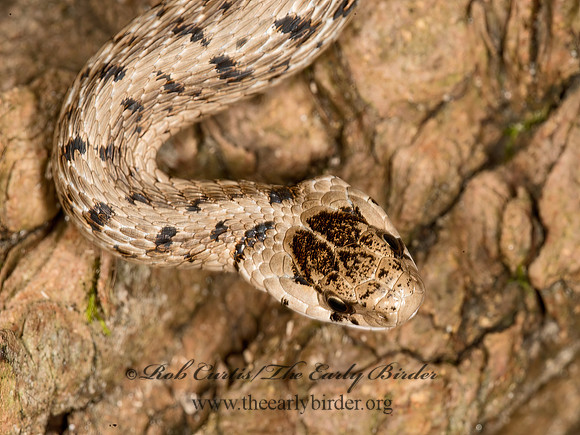 Storeria dekayi  BROWN SNAKE 9024268z