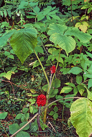 Arisaema triphyllum  JACK-IN-THE-PULPIT 1275808z
