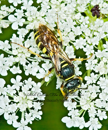 Aphilanthops frigidus 5012592z