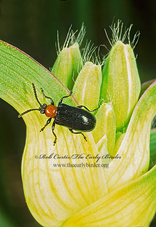Lema collari CRIOCERINAE LEAF BEETLE 282816sz