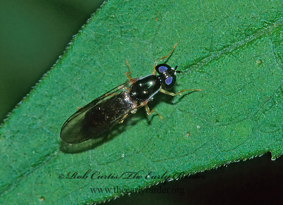 Sargus decorus  SOLDIER FLY 170230z