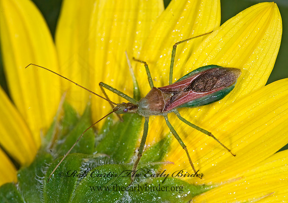 Zelus renardii 7005549z