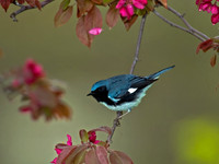 Setophaga caerulescens BLACK-THROATED BLUE WARBLER 5006483z