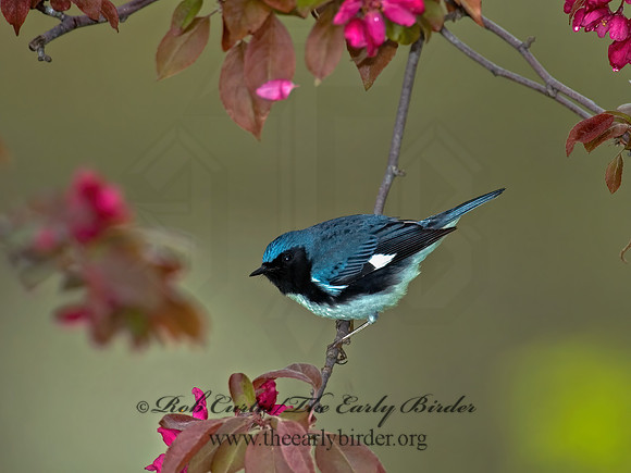 Setophaga caerulescens  BLACK-THROATED BLUE WARBLER  5006483z