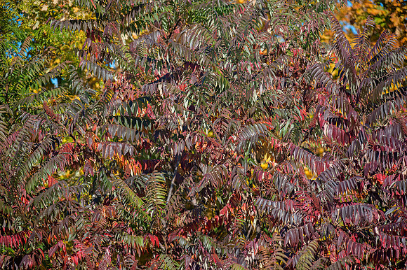 Rhus typhina  STAGHORN SUMAC 8033468z