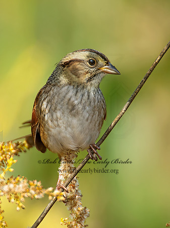Melospiza georgiana  SWAMP SPARROW 9005328z