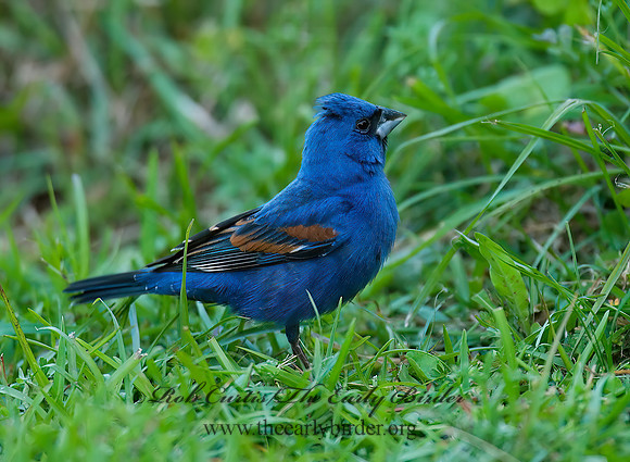 Guiraca caerulea  BLUE GROSBEAK 7002362z