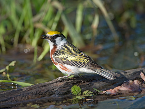 Setophaga pennsylvanica  CHESTNUT-SIDED WARBLER 9038787z