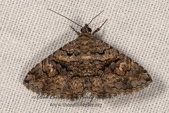 Toxonprucha scitior  OMOPTERINI EREBID MOTH 3033227z