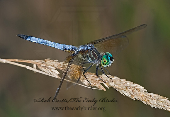 Pachydiplax longipennis BLUE DASHER 6011847 M